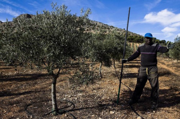 El jornalero Issa Keita en una posa para una foto del reportaje difundido por la Agencia EFE