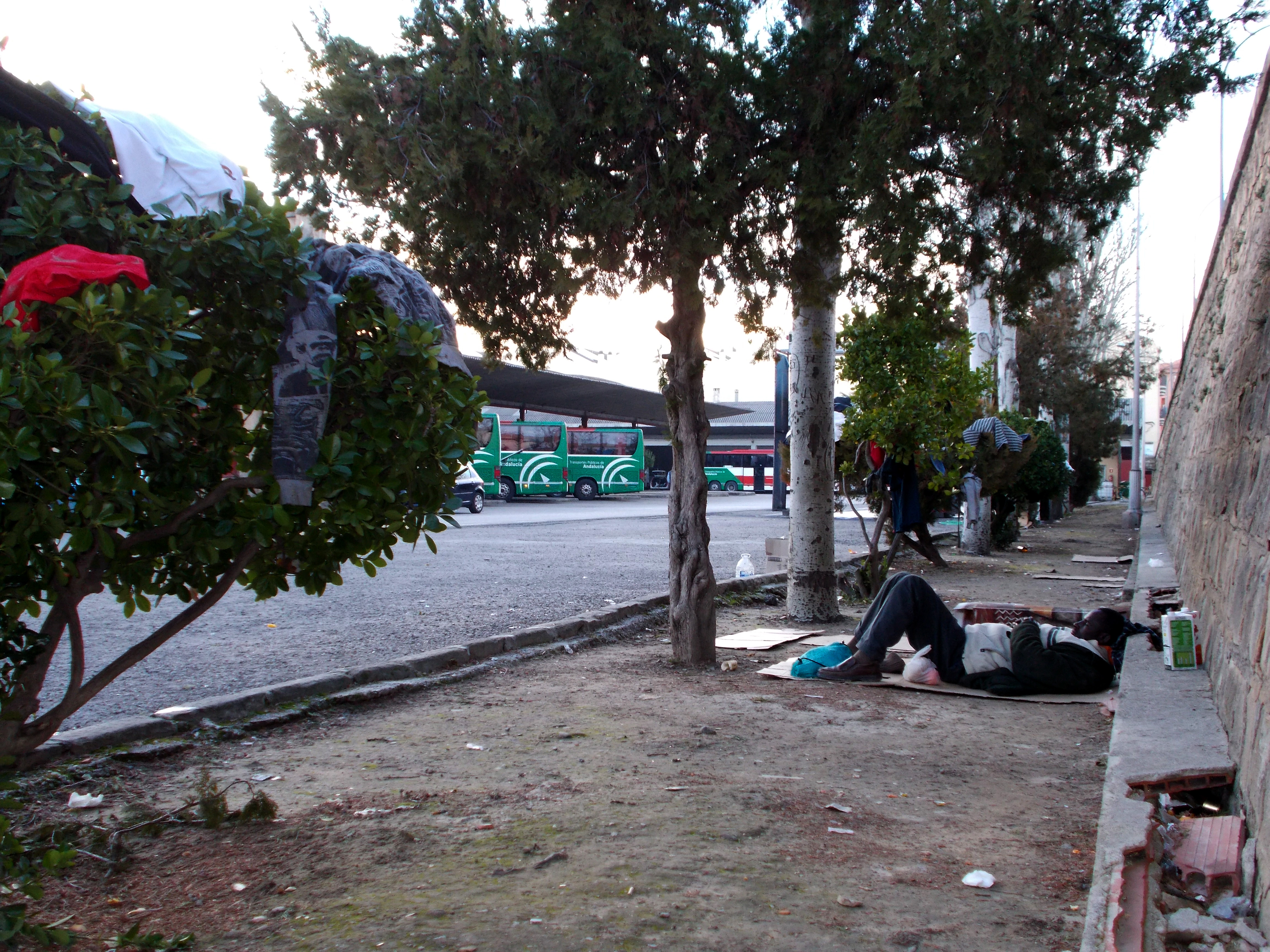 Un temporero duerme en la estación de autobuses de Úbeda, con su tendida en un árbol. / José Antonio Bautista